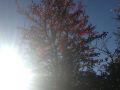 Borduló fa a napon
